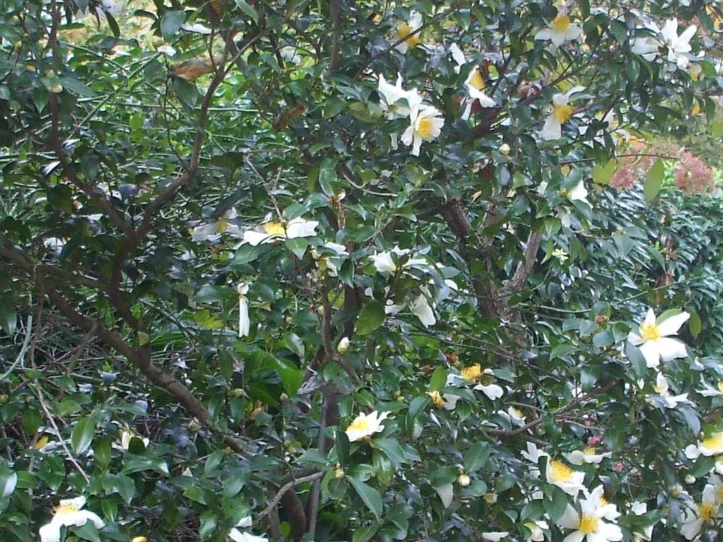 Camelia \"Sassanqua\"
