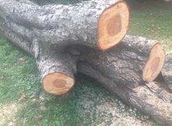 La bomba nell\'albero