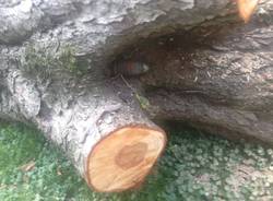 La bomba nell\'albero