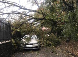 Alberi sulle auto a Brezzo di Bedero