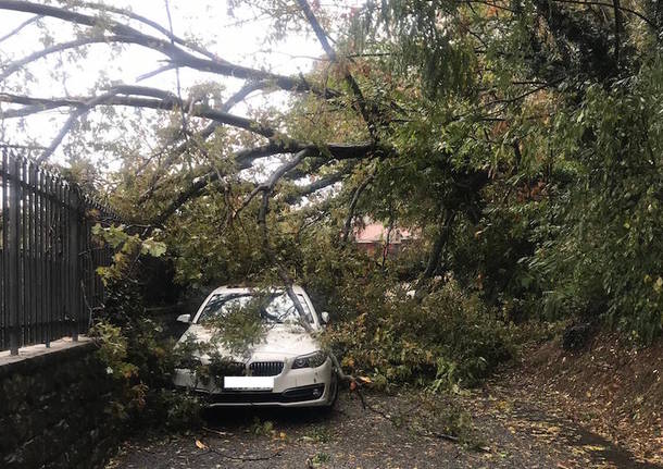 Alberi sulle auto a Brezzo di Bedero