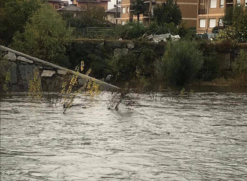 L\'airone \"umarell\" che guarda la piena