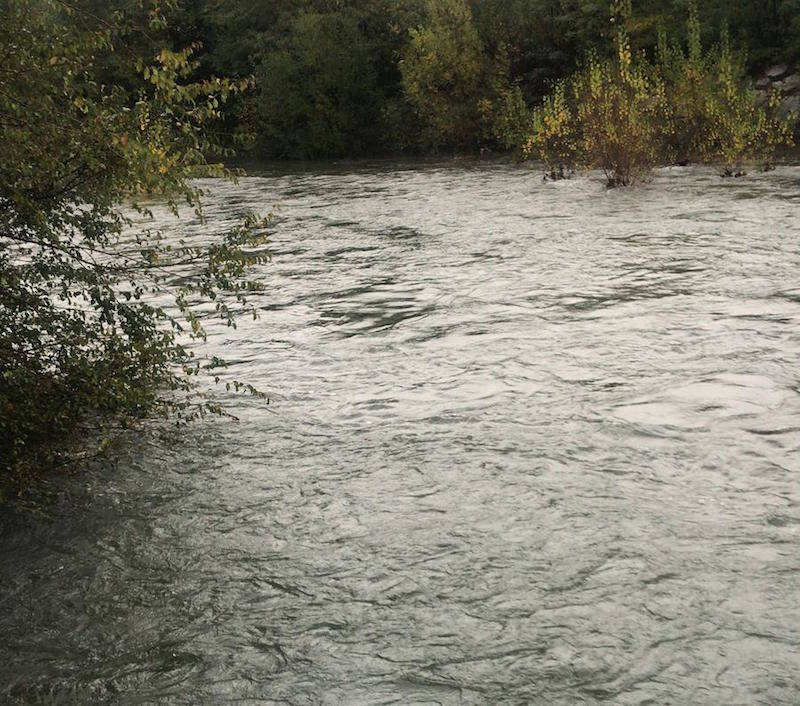 L\'airone \"umarell\" che guarda la piena