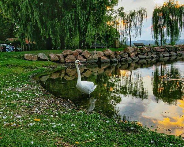 cigno