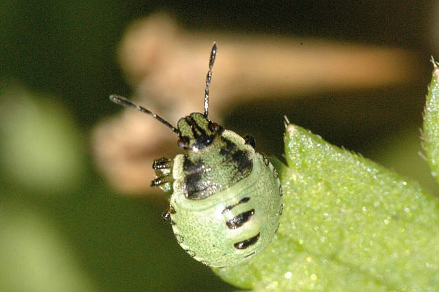 Cimici, incontri ravvicinati