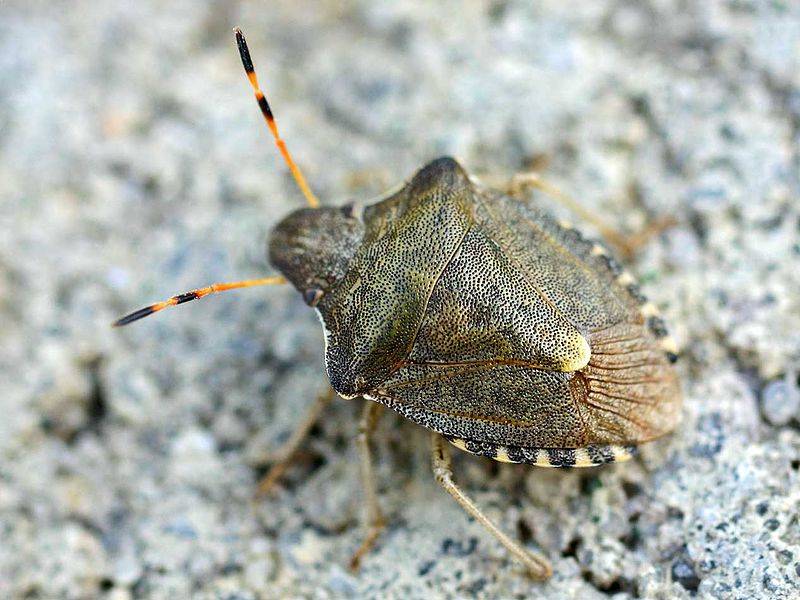 Cimici, incontri ravvicinati