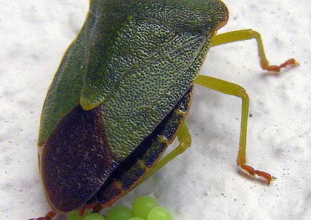 Cimici, incontri ravvicinati