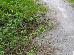 Erbacce sulla ciclabile a Gazzada Schianno