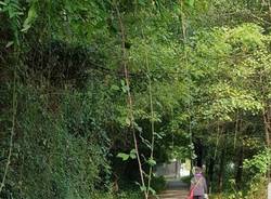 Erbacce sulla ciclabile a Gazzada Schianno