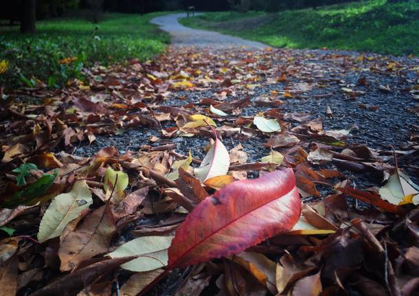 I colori dell’autunno 