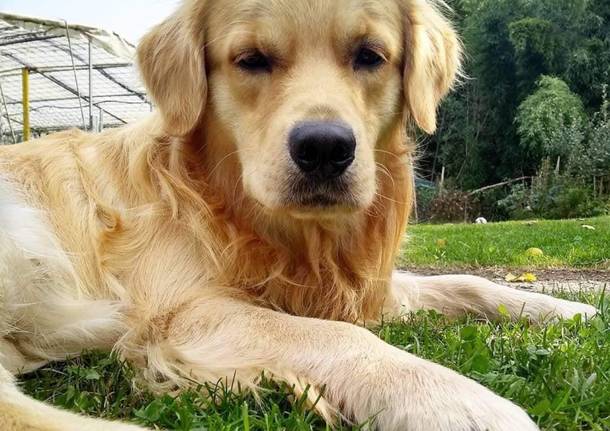 Labrador 
