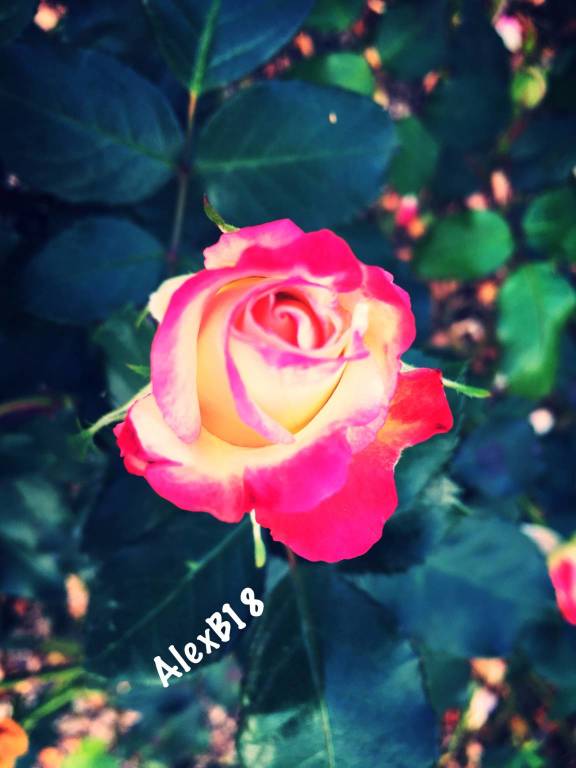Le rose di Vararo 