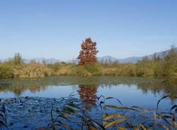 palude Brabbia