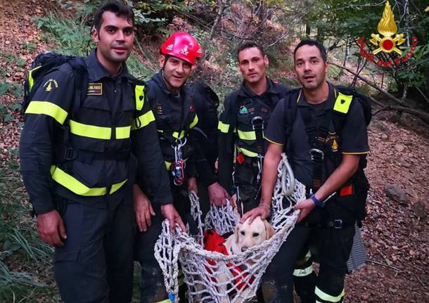 Cane salvato dai Vigili del Fuoco in Valganna