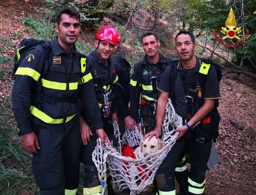 salvataggio cane vigili del fuoco induno olona