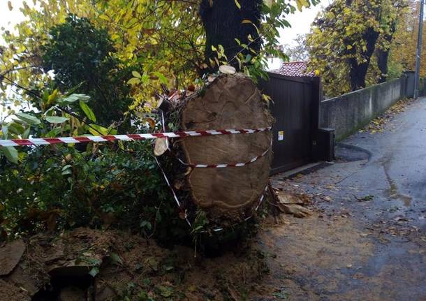 Albero cade a Gemonio