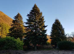 albero di natale roma vivaio spertini cittiglio