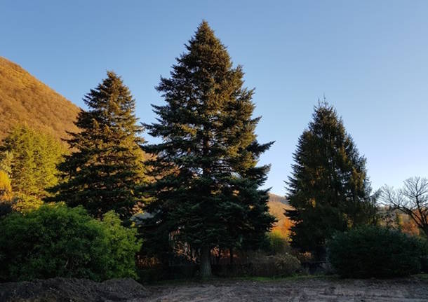 albero di natale roma vivaio spertini cittiglio