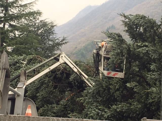 Da Cittiglio l\'enorme albero che illuminerà Roma