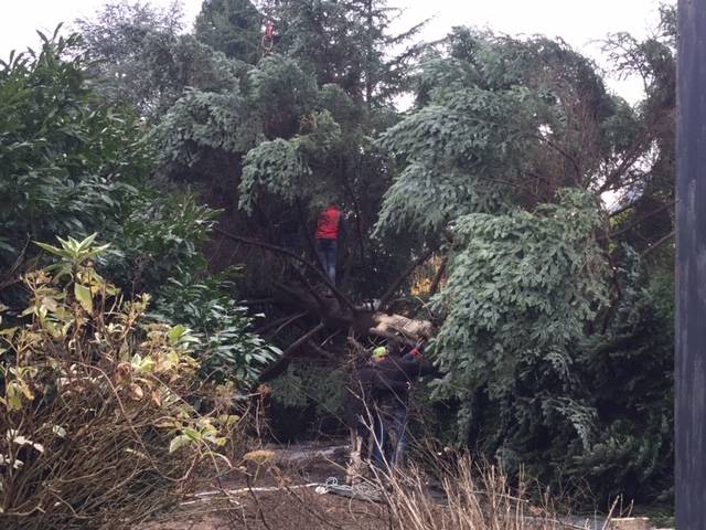Da Cittiglio l\'enorme albero che illuminerà Roma