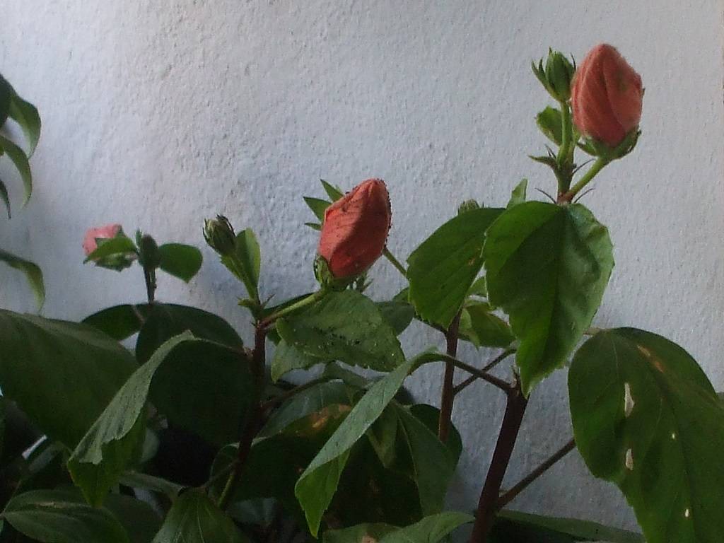 Sembra incredibile......