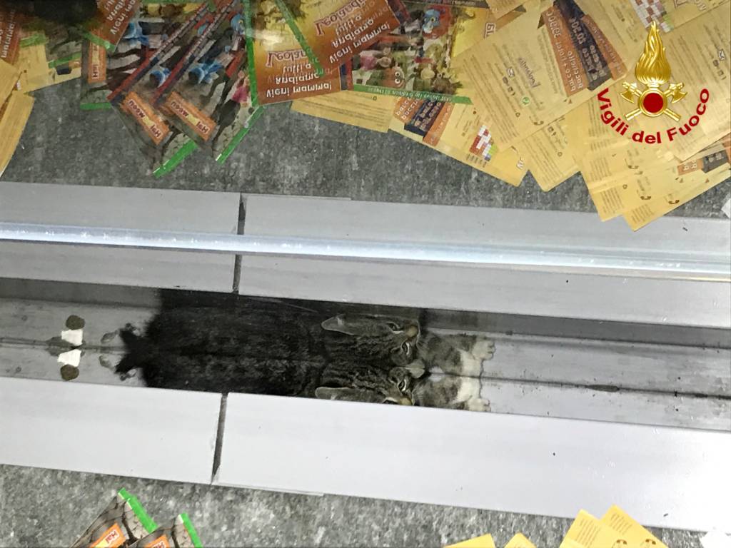 Il gatto incastrato salvato