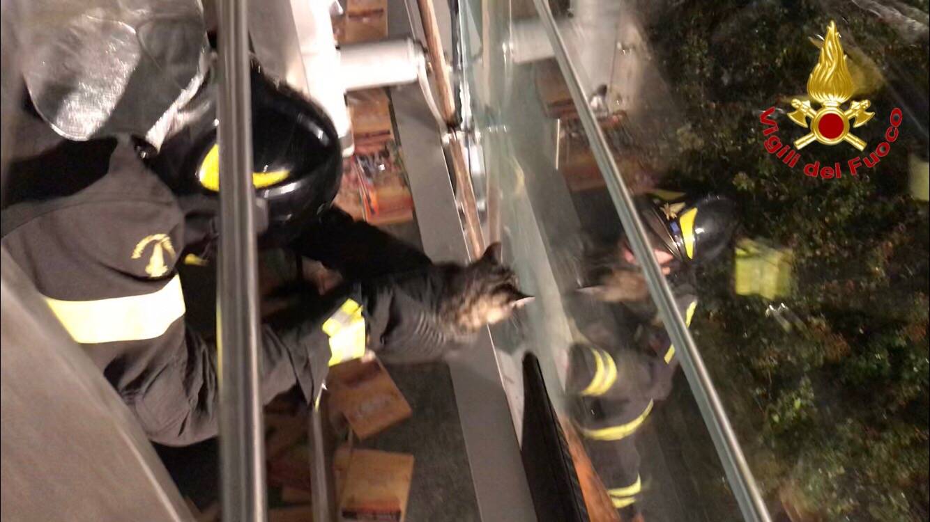 Il gatto incastrato salvato