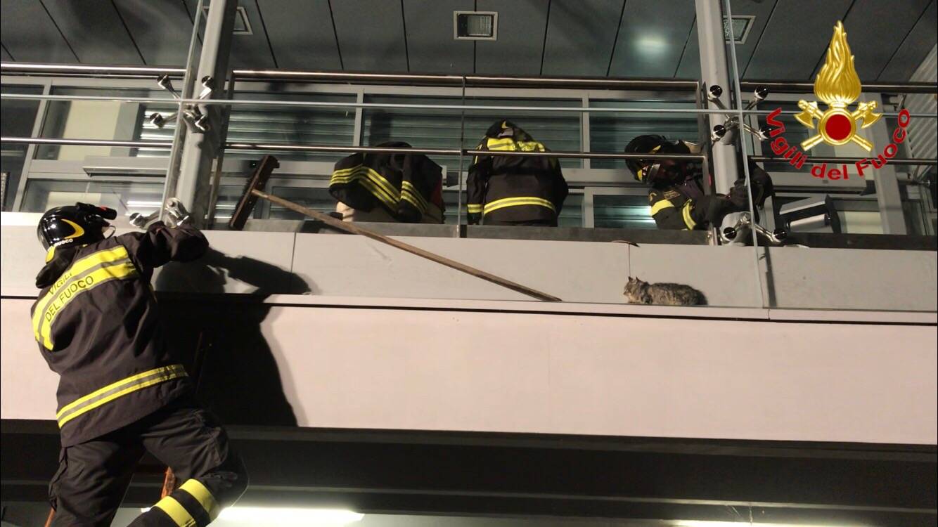 Il gatto incastrato salvato