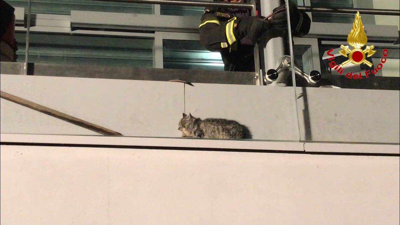 Il gatto incastrato salvato