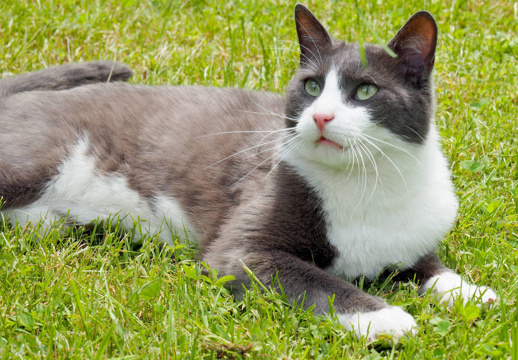 Gatto smarrito a Varese