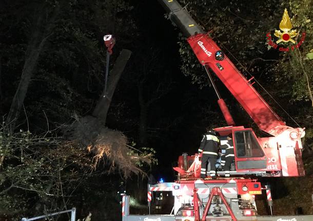 Albero sulla provinciale a Rancio Valcuvia