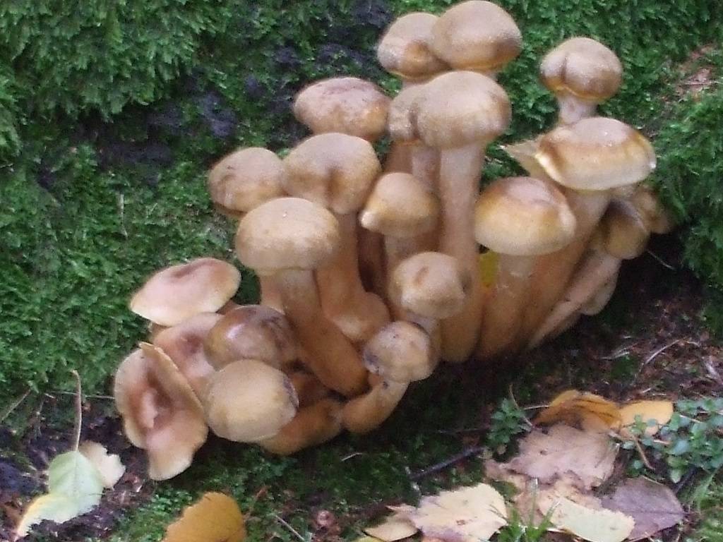 Chiodini ....in quantità