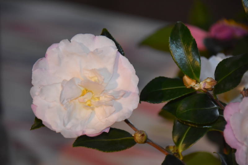 Giornata delle Camelie Villa Della Porta Bozzolo