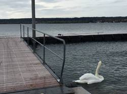 Il lago dopo la pioggia ad Angera e Ranco