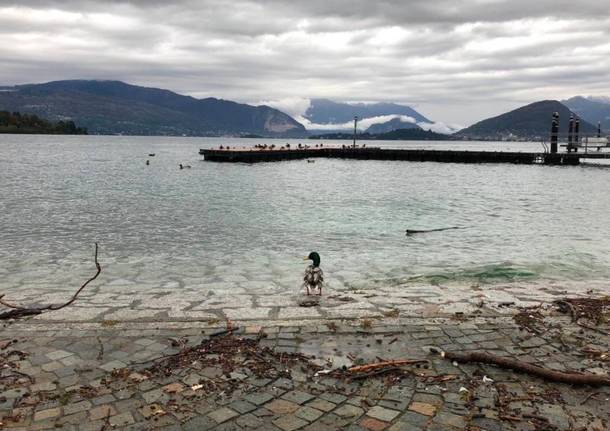 Il Lago Maggiore sempre più alto (foto del 2 novembre)