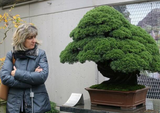 PMI Day al Crespi Bonsai