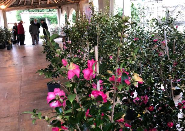 Le giornate delle camelie a Villa Della Porta Bozzolo