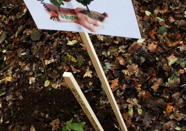 Nuove piante nel Parco del Ticino