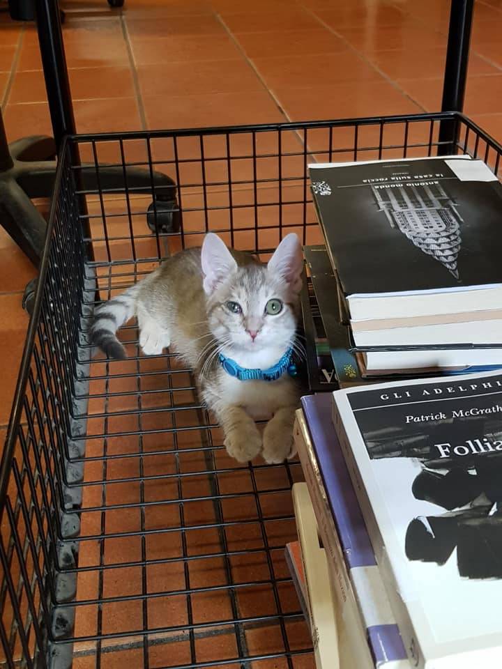 matisse gatto biblioteca busto arsizio