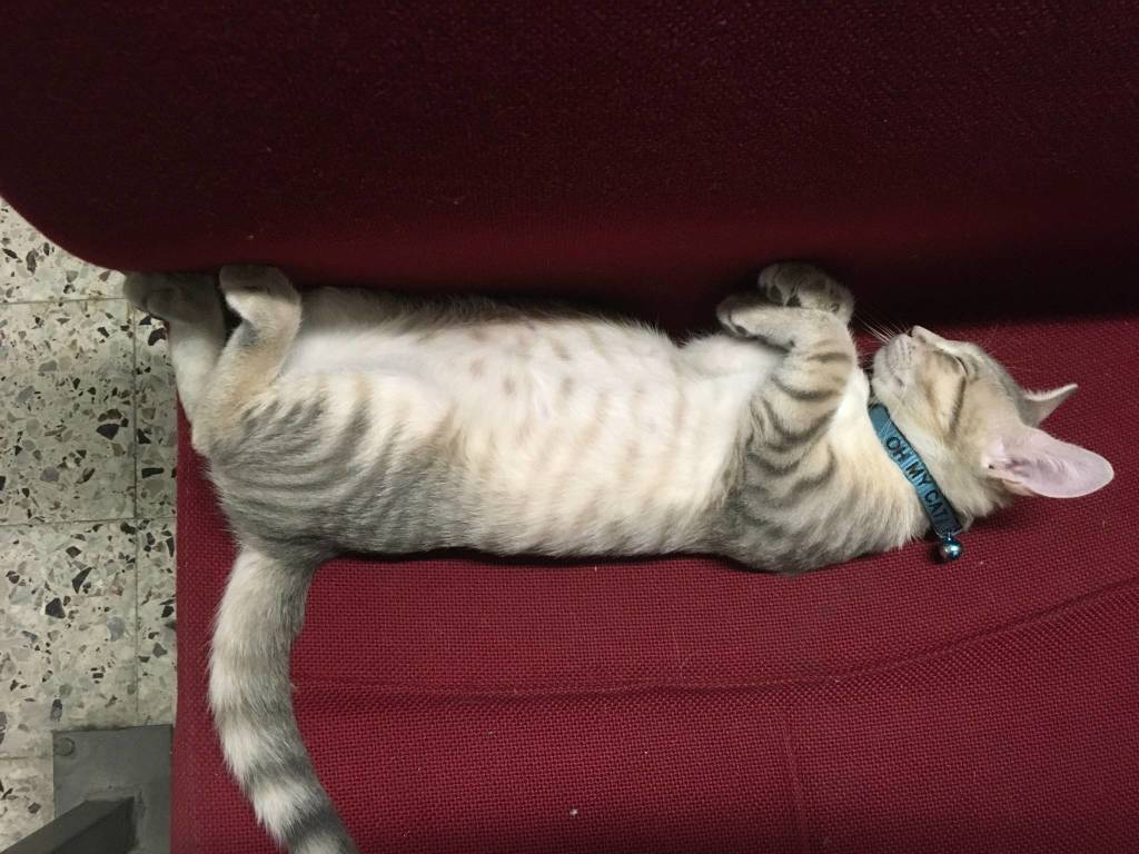 matisse gatto biblioteca busto arsizio