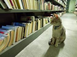 matisse gatto biblioteca busto arsizio