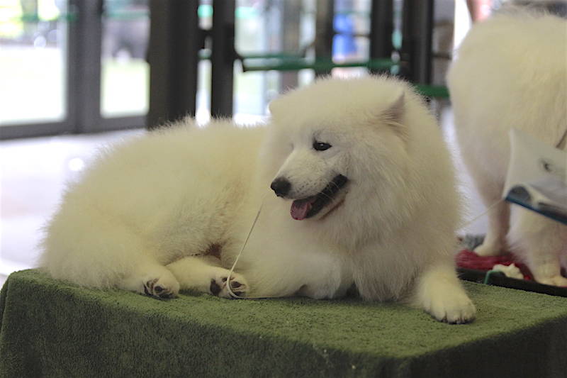 Mostra canina a Malpensa Fiere