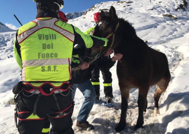 Salvataggio Cavalli Val Masino