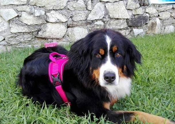 Aiutatemi a ritrovare Bonnie