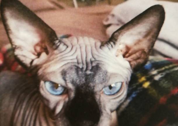 Smarrito gatto nudo
