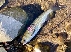 pesce morto arnetta