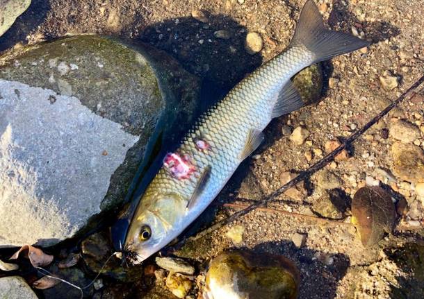 pesce morto arnetta