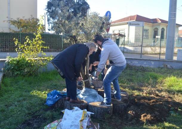 Posa dell’albero a Falcone e Borsellino – Tavolo antimafie Canegrate