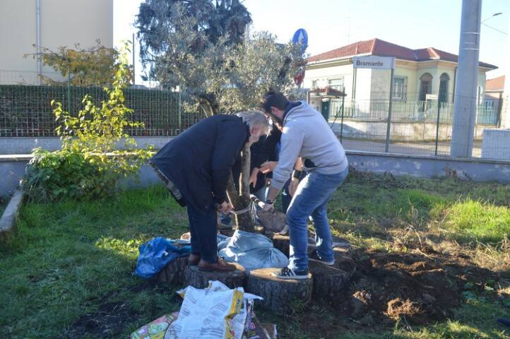 Posa albero falcone borsellino canegrate antimafia  1 