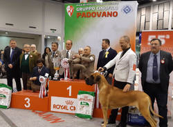 animali generiche